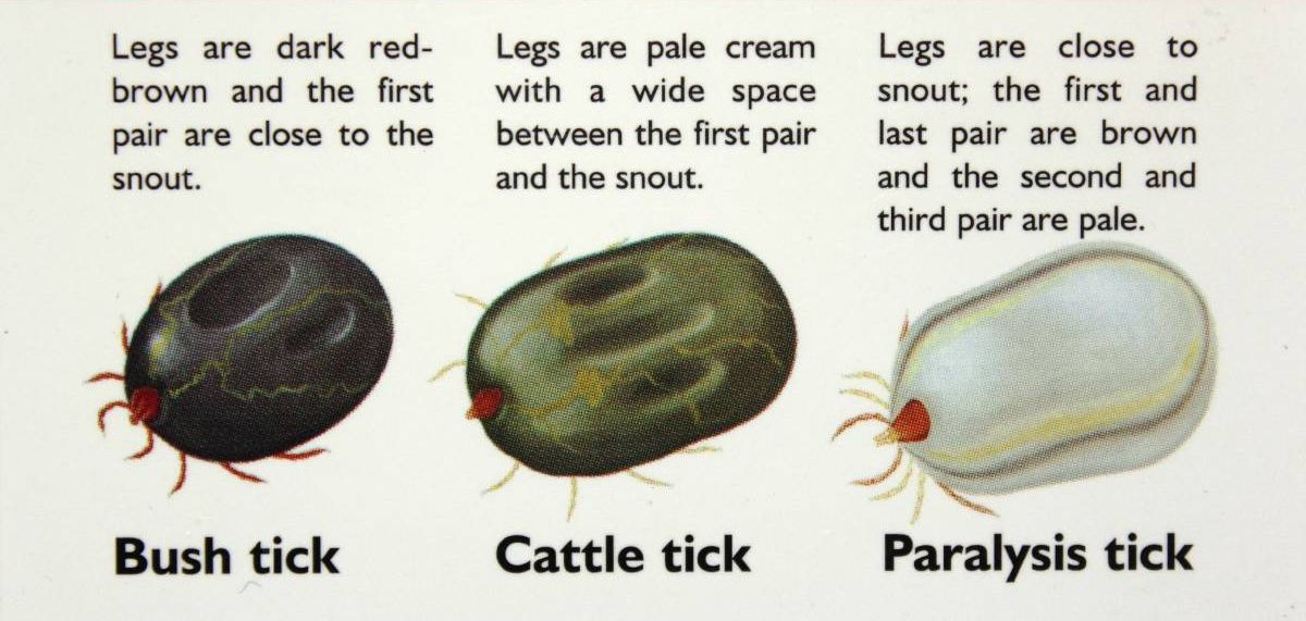 Tick перевод