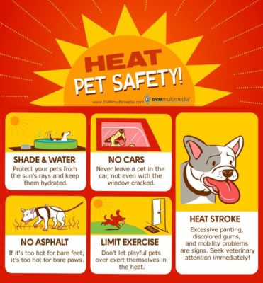 Heatstroke Awareness | Hall Veterinary Surgery
