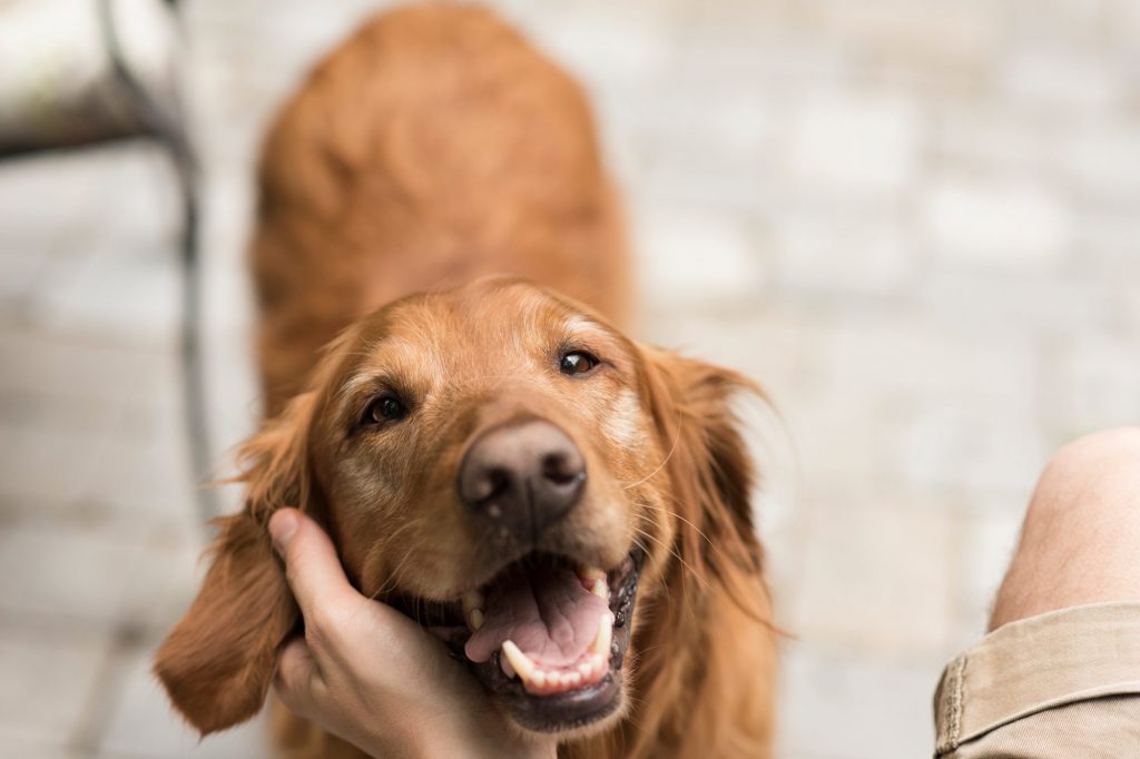 Dog Behaviour Hall Veterinary Surgery