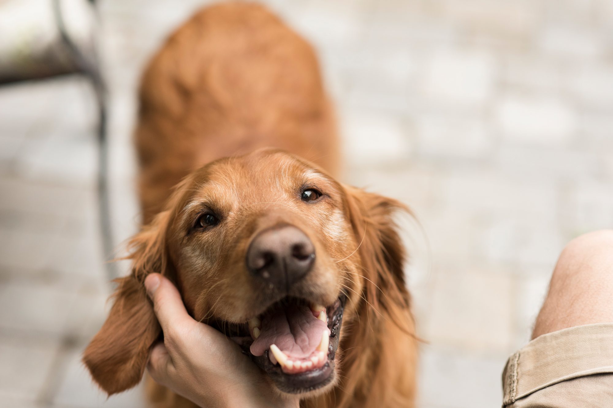 how-to-tell-when-your-dog-actually-wants-to-be-patted-hall-veterinary