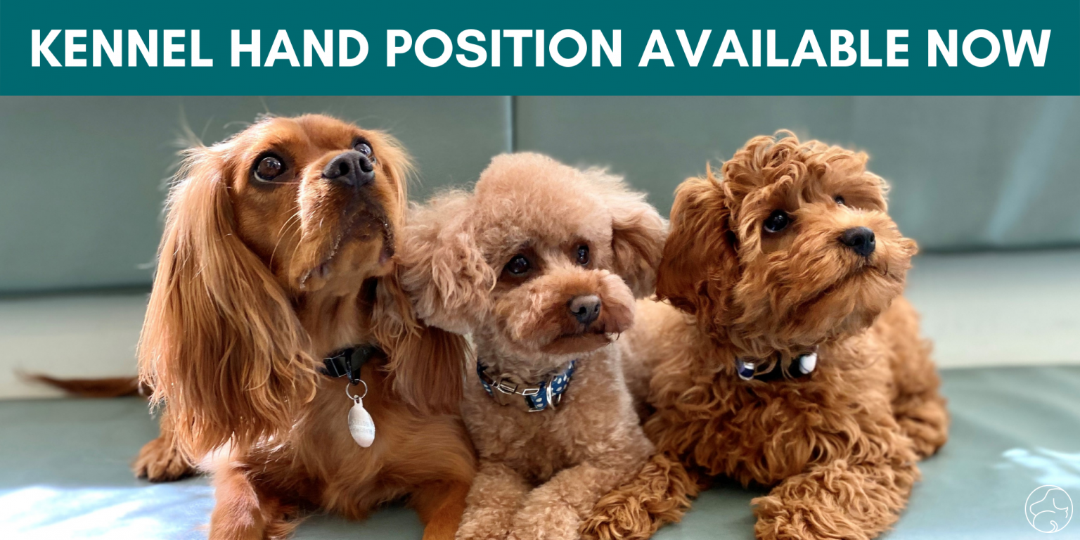 We’re Hiring Casual Kennel Hand Position Available Now Hall