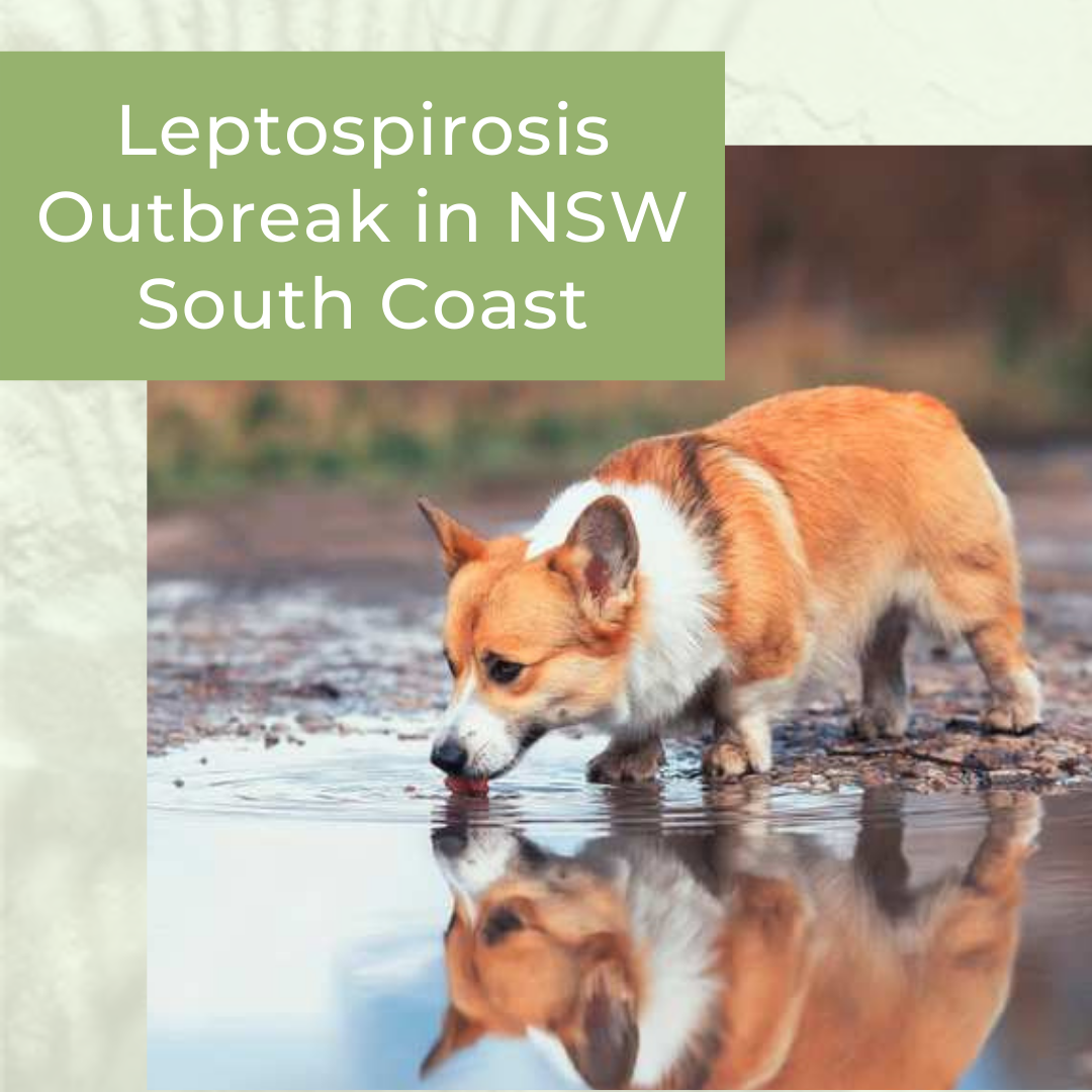 is leptospirosis fatal in dogs